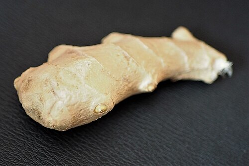 Ginger (Zingiber officinale): fresh ginger rhizome starting to sprout