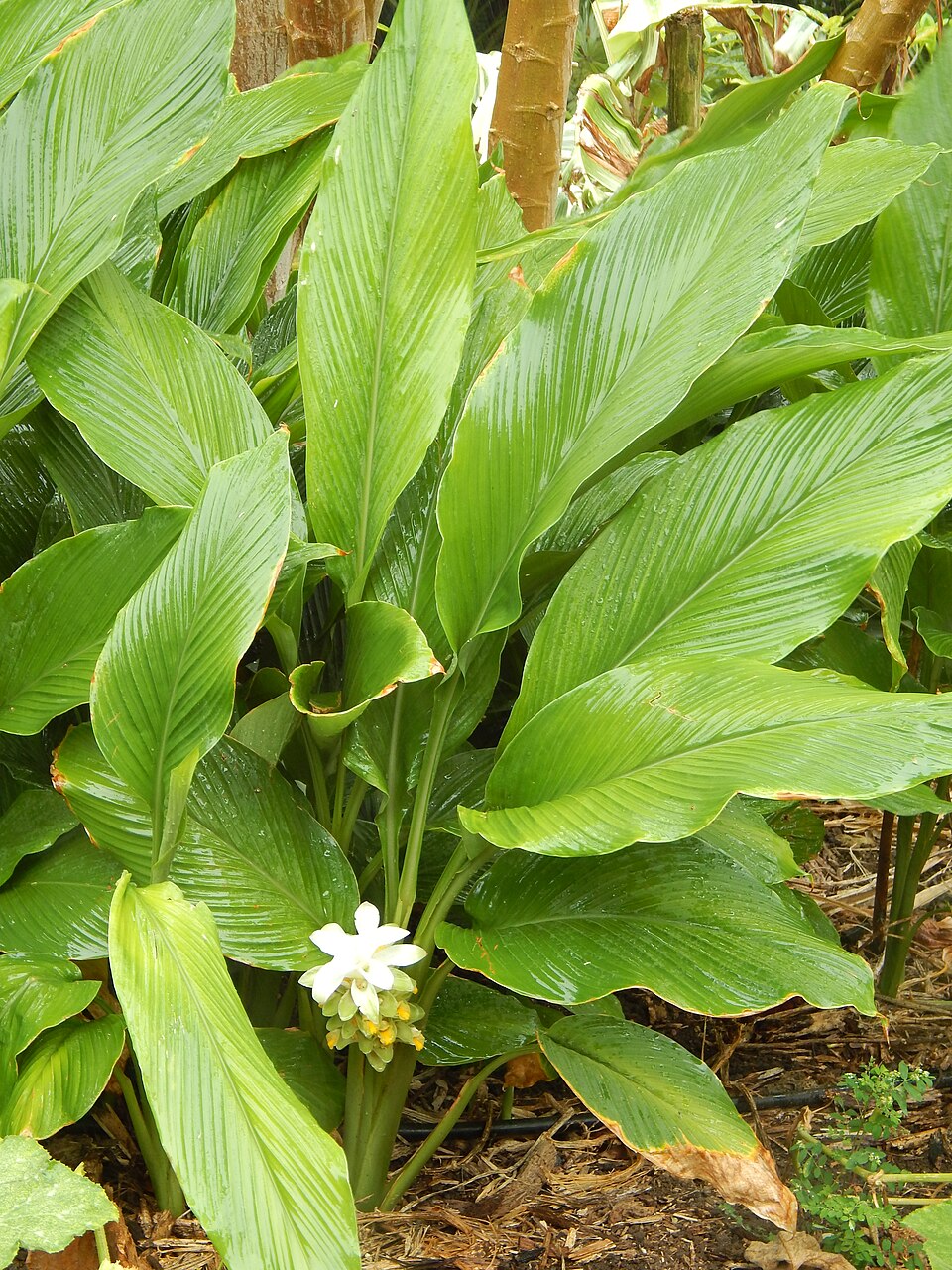 Turmeric (Curcuma longa): broad leaves and flower