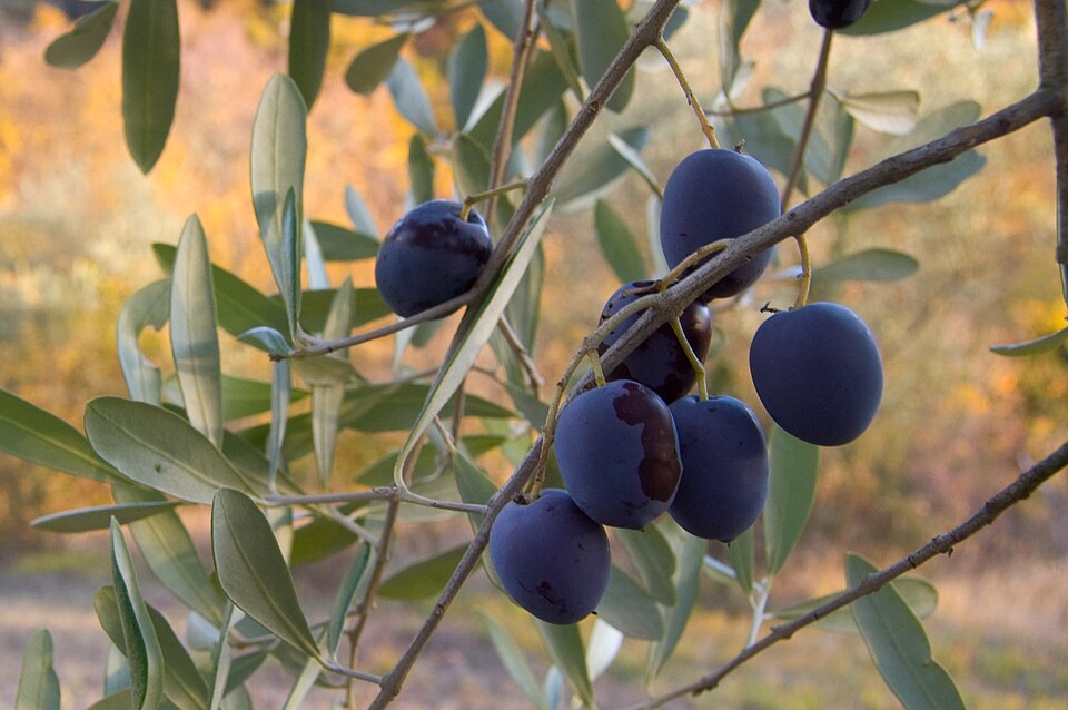 Zeytin yaprağı (Olea europaea): dalda olgun siyah zeytinler